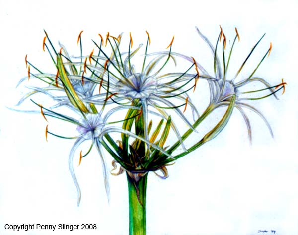 Spider Lilly_1984