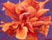 Double Hibiscus